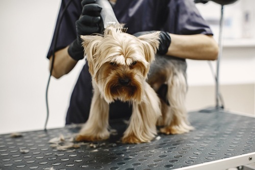 Higiene e Estética Animal