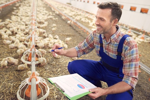 Nutrição de Aves