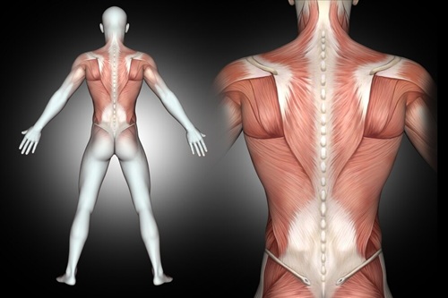 Sistema Muscular