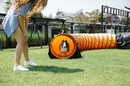 Recreacionista de Animais