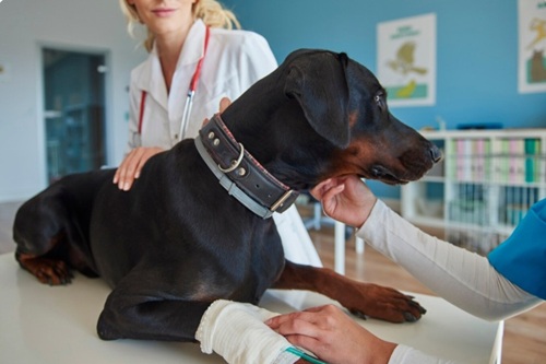 Oncologia Veterinária