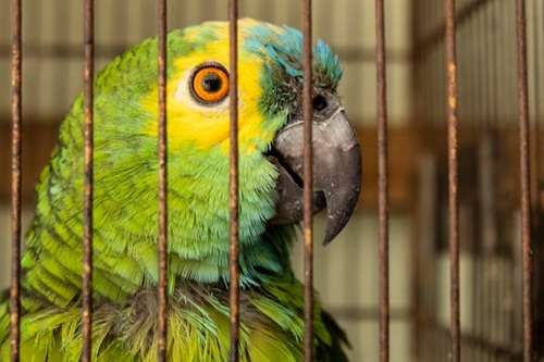 Combate ao Tráfico de Animais