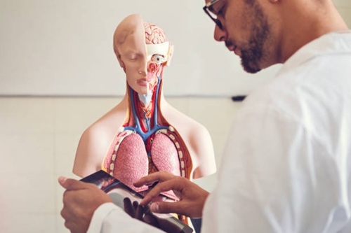 Morfofisiologia Humana Básica