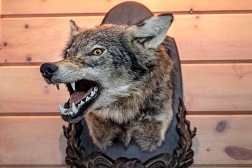 Taxidermia