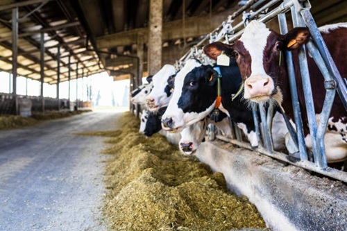 Boas Práticas de Produção Animal